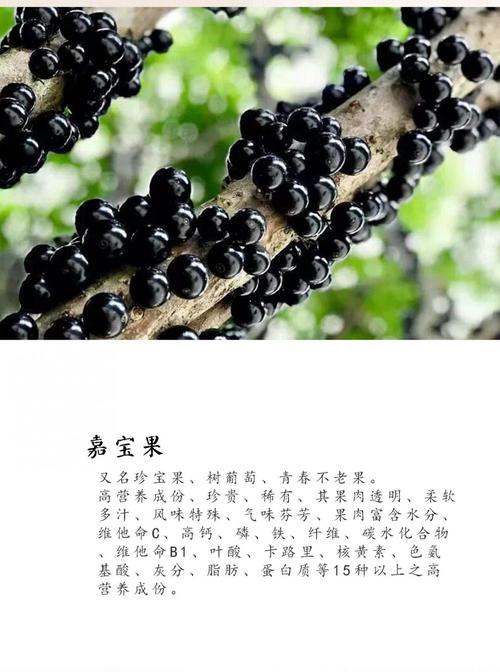 十个月供卵代生宝宝吃什么水果